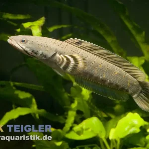 Burma Tiger-Schlangenkopf, Channa pulchra, 6-7 cm Beliebt